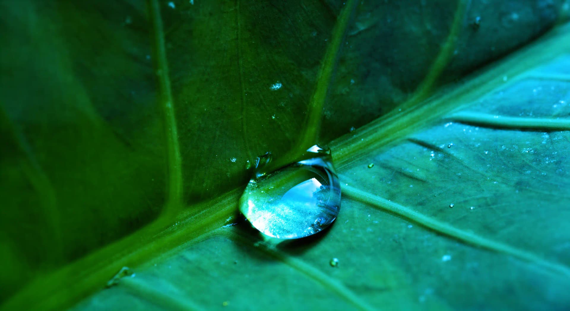 Eau verte et eau bleue : définitions et bilan hydrologique