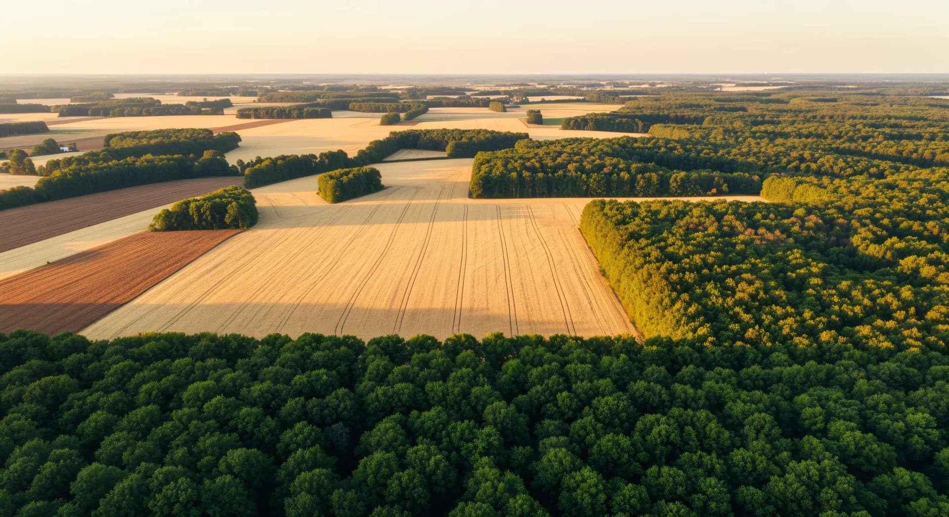 Effet de bord forestier : la fragmentation tue le vivant