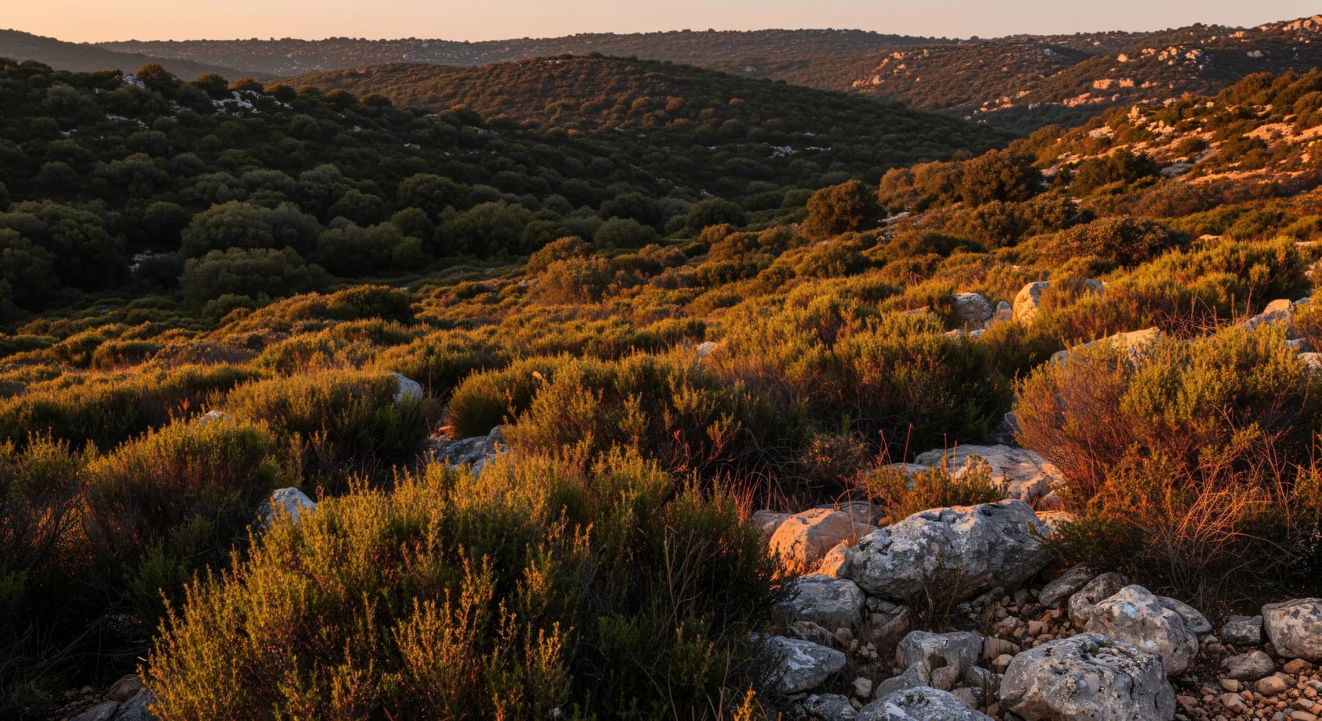 Garrigue et maquis : ce que le sol sépare vraiment
