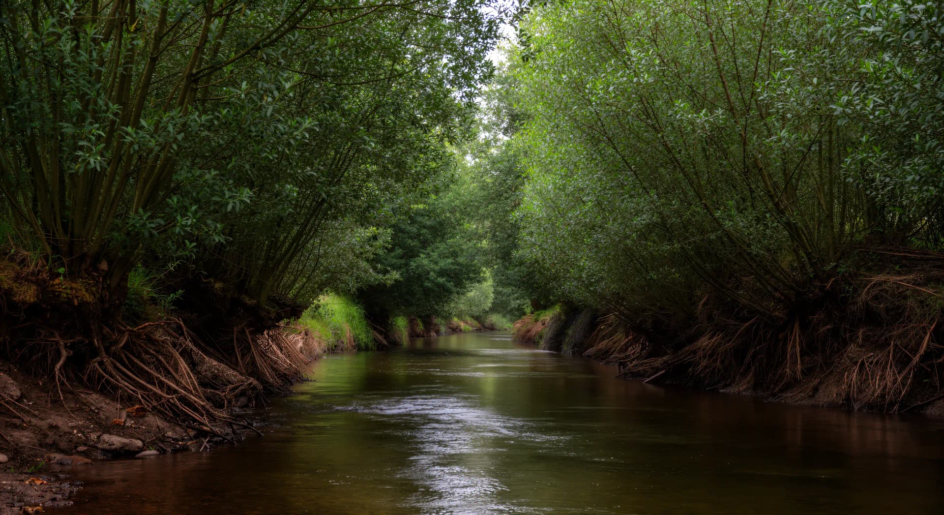 Ripisylve : la forêt qui protège les rivières