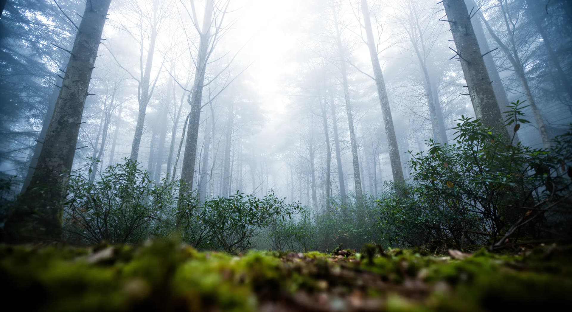 Strate végétale : la forêt lue en étages